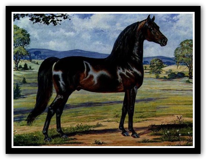 Morgan stallion