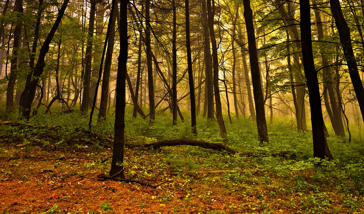 Blue Ridge forest fog - Jon Bilous