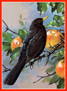 Bird with apples.GIF